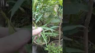 Indian Willow Tree  Salix tetrasperma  Laila Tree  Amazing Farm  Engineer Ka Bagh gardening [upl. by Eitak]