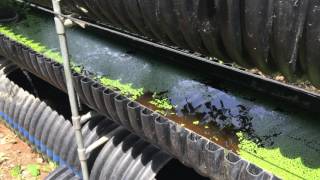 What is Bioponics How it Compares to Hydroponics and Aquaponics [upl. by Assenal]