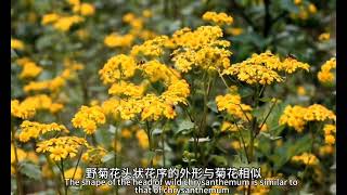 Know a traditional Chinese medicine every dayCoptis chinensis [upl. by Llerat]