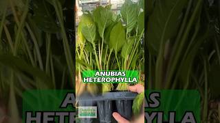 Anubias HETEROPHYLLA BIG AQUARIUM PLANT FOR SALE [upl. by Haelhsa]