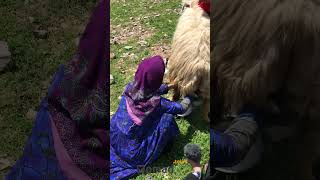 Transhumance of nomads in Iran  zagros iran nomad travel [upl. by Akihsat]