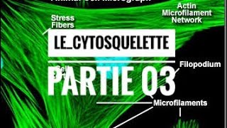 Le cytosquelette partie 03 [upl. by Weirick169]