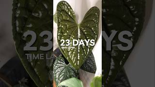 Anthurium Luxurians new leaf timelapse 🎥🪴 [upl. by Nayrb429]