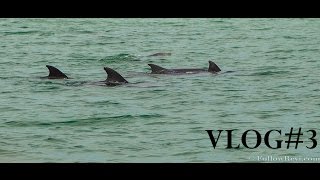 VLOG  Premiere semaine en Australie [upl. by Ahsyas]