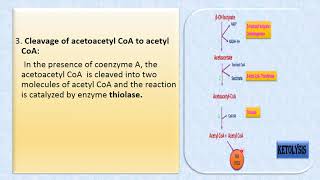 Ketolysis [upl. by Fairfax]