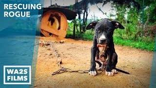 Dog Starving amp Chained to Abandoned Home Rescued by Detroit Pit Crew  Howl amp Hope For Dodo Dogs [upl. by Bronez]