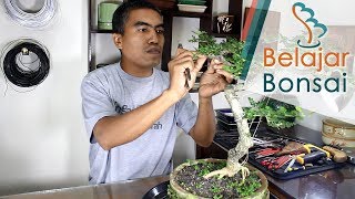 Bonsai Kawista 11 Lepas Kawat [upl. by Manly]