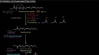 Beta Oxidation of fatty acids 1 saturatedunsaturatedOdd chainvery long chain fattyacid oxidation [upl. by Notxap125]