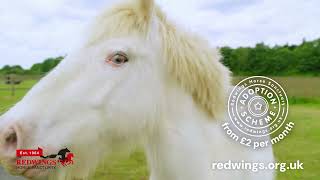 Sponsor a horse pony or donkey at Redwings Horse Sanctuary [upl. by Daphna]