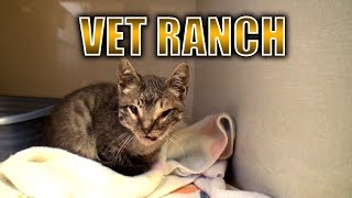 Severely Injured Kitten Gets a Second Chance [upl. by Leisha45]