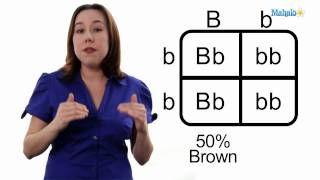 Learn Biology How to Draw a Punnett Square [upl. by Neleag452]