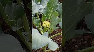 Cauliflower kubis bunga flowers [upl. by Crutcher]