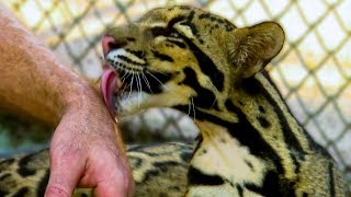 Dok Mai  The Clouded Leopard Cub  BBC Earth Explore [upl. by Nolitta]