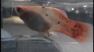 Platy Fish giving birth UP CLOSE 14 births caught on camera [upl. by Darren]