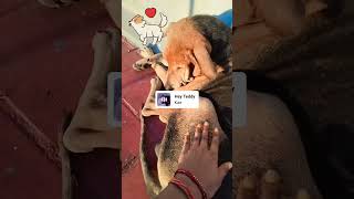 Animal lover  save dogguptagirlshortsvideo [upl. by Nnagrom837]