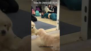 Viral dog cutedog dog viralvideo [upl. by Sherr630]