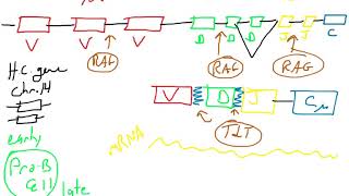 B cell development [upl. by Delia]