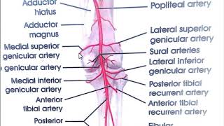 Arteries of lower limb 2 [upl. by Modeste]