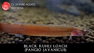 Pangio javanicus The CHUBBY Black Kuhli Loach Leopard Aquatic H003A [upl. by Laurella860]