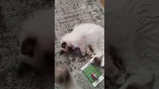 Sweet Ragdoll kittens new toys 😻😸🙃😍ragdollkittens catlovercat ragdolllove viralshortmeowcute [upl. by Hermosa]