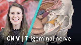 The Ophthalmic Nerve  Trigeminal Nerve Part II  Neuroanatomy [upl. by Eelame891]