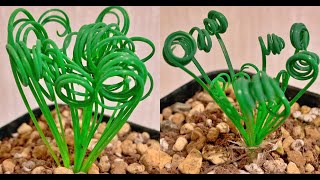 How to grow albuca spiralis from seeds l 알부카스피랄리스 파종하는 방법 [upl. by Leahkim]