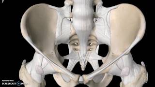 Pelvis Anatomy Tutorial Ligaments [upl. by Tilagram861]