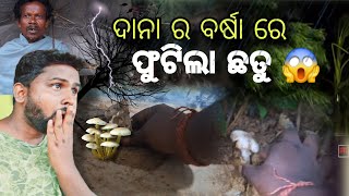 ଦାନା ବର୍ଷା ରେ ଫୁଟିଲା ଛତୁ 😱danaTramAjay dana [upl. by Effie]