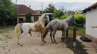 HORSE MATING HORSE IN HEAT MATING [upl. by Etteluap]