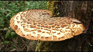 Polyporus squamosus [upl. by Putnam]