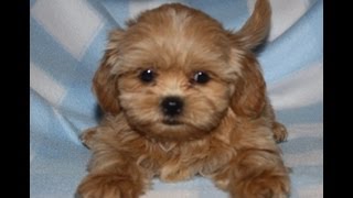 RARE COLOR Blond FuzzywuzzyPuppy Koda  Shichon puppies Zuchon puppies Teddy Bear Puppies [upl. by Aicenra]