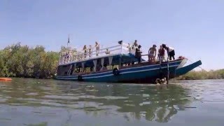 Lazy Day Cruise along the River Gambia [upl. by Renwick]