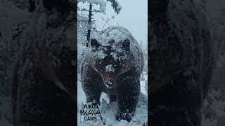 Yukon wildlife Grizzly in an early winter snowfall [upl. by Iveksarap]