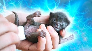 Спасение новорожденного котенка Saving the newborn kitten English subtitles  SANI vlog [upl. by Dix]