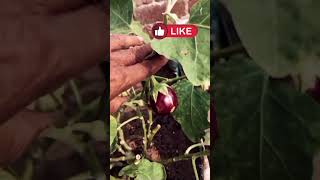 growing vegetablesvegetable gardeningfast growing vegetablevegetable gardengarden viralshorts [upl. by Reeves936]