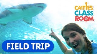 Explore Underwater Animals At The Aquarium  Caities Classroom Field Trip  Shark Video for Kids [upl. by Airdnazxela]