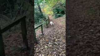 Lymm Dam walking goldenretriever [upl. by Phippen]