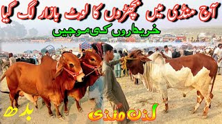 Today Buyers In The Animal Market Began To Decrease In Low Rates Sahiwal Cholistani Bachra Farming [upl. by Nnazus]