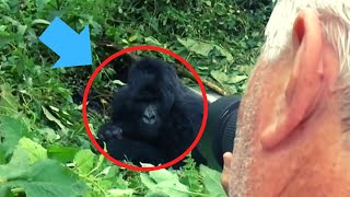 6 Gorilla Encounters That are Way too Scary for You [upl. by Euqinue]