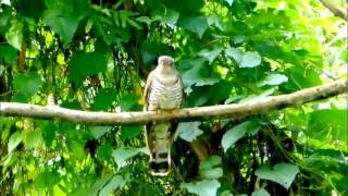 Indian Cuckoo [upl. by Noonan]