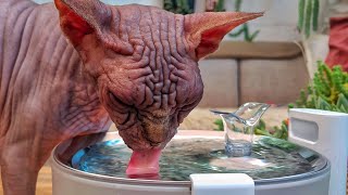 Meet the Revolutionary Pumpless CAT Water Fountain🔸 ELFIN FOUNTAIN [upl. by Nho670]