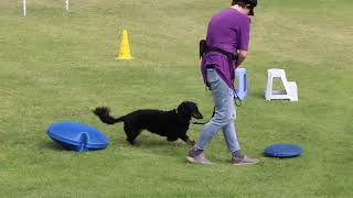 Delightful dachshund does well on the balance pods Karoonda Farm Fair amp Show South Australia [upl. by Jess]