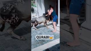 Qurbani 😱😱 guzri huee qurbanistatus qurbanicollection eiduladha2023 eid india pakistan [upl. by Berg724]