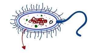 Structure of Bacteria  Cell Wall microbiology bacteria cellwall [upl. by Josefina]