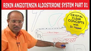 Renin Angiotensin Aldosterone System  RAAS Part 1👨‍⚕️ [upl. by Esimorp]