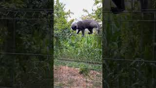 Cat carefully climbing the fence 😻 [upl. by Rodmann]