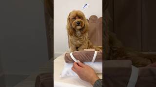 Meraviglioso lettino per cani 🩷 maltipoo cagnolino maltipooshorts [upl. by Stringer]