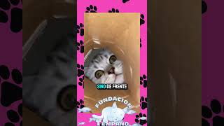 LOS GATOS Y LAS CAJAS 📦 gatos gatitostiernos cat [upl. by Angelita]