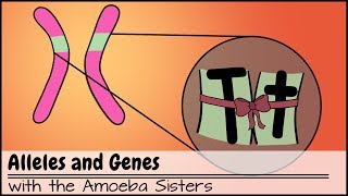 Alleles and Genes [upl. by Purdy]