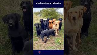 new dog names for your dogs 🤠🤣 dog names namesdog dogstraning dogfamily [upl. by Engenia156]